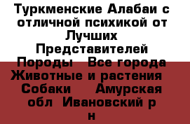 Туркменские Алабаи с отличной психикой от Лучших Представителей Породы - Все города Животные и растения » Собаки   . Амурская обл.,Ивановский р-н